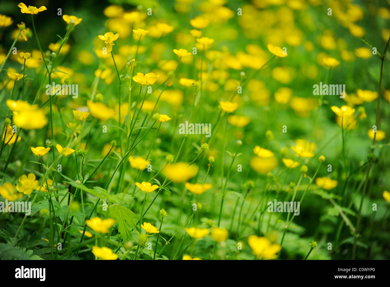 Primo piano di fiori margherita e butterCup in erba dal piano terra. Foto Stock