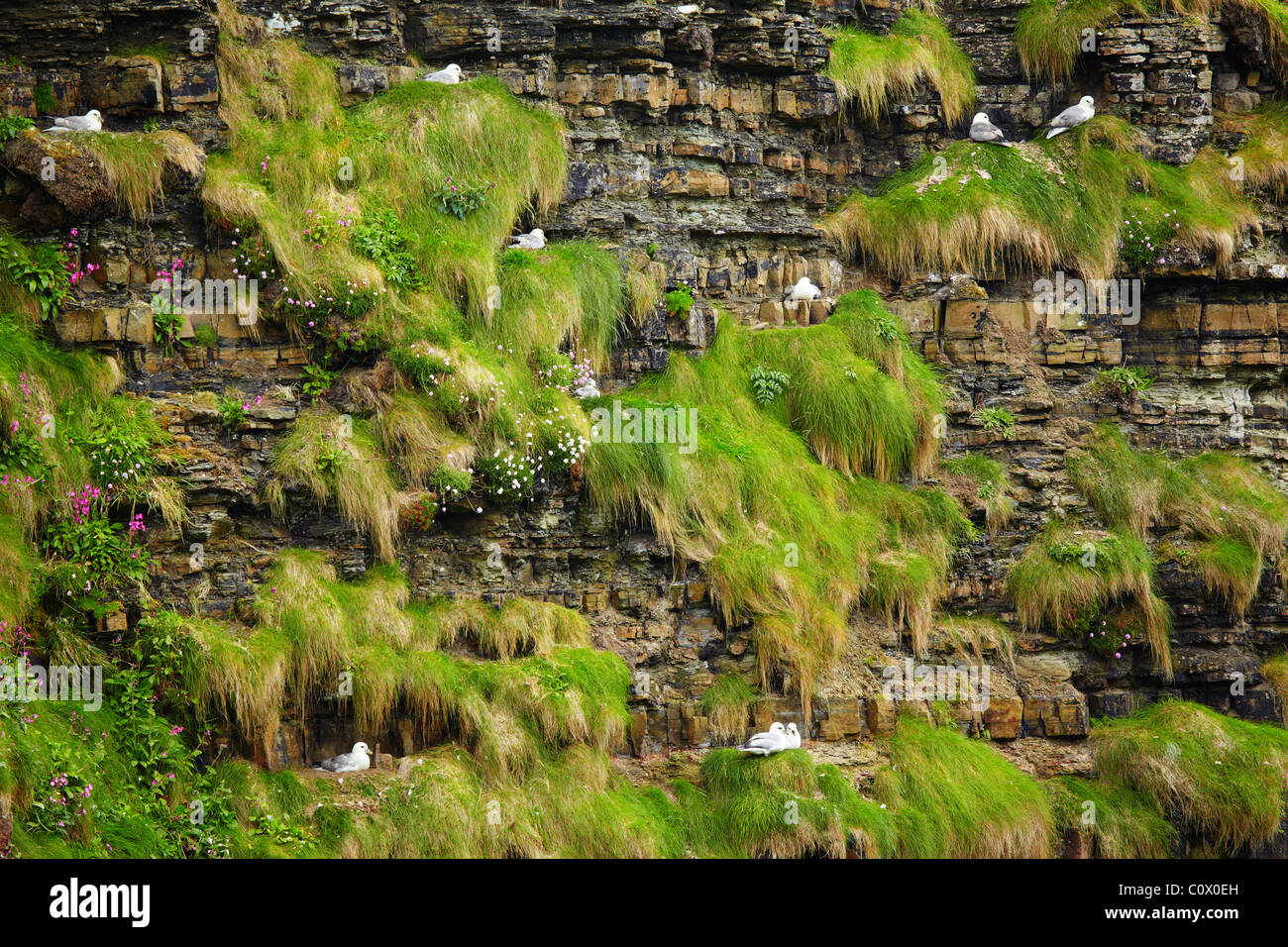 Rookery uccelli Foto Stock