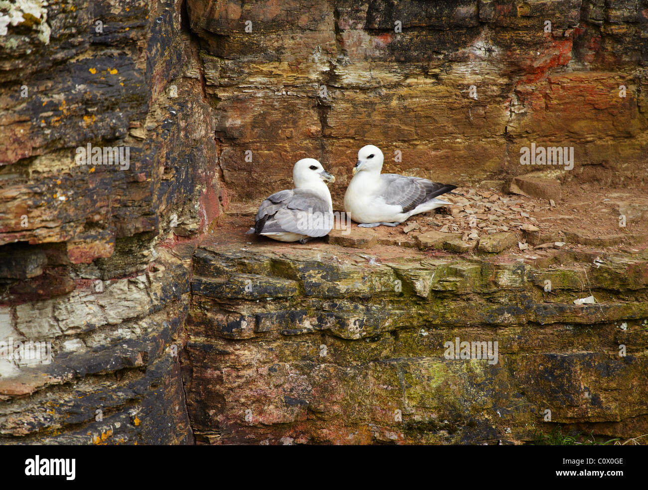 Rookery uccelli Foto Stock