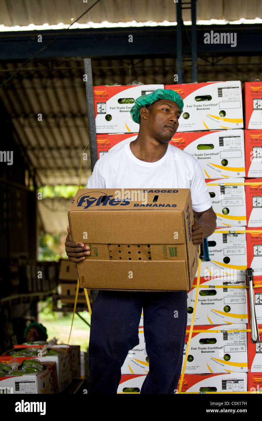 Colombiano lavoratore Banane Banane di confezionamento su un maso Foto Stock