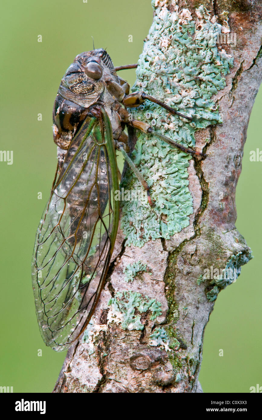 Cicala Dogday Harvestfly Tibicen canicularis su arto Nord America orientale Foto Stock