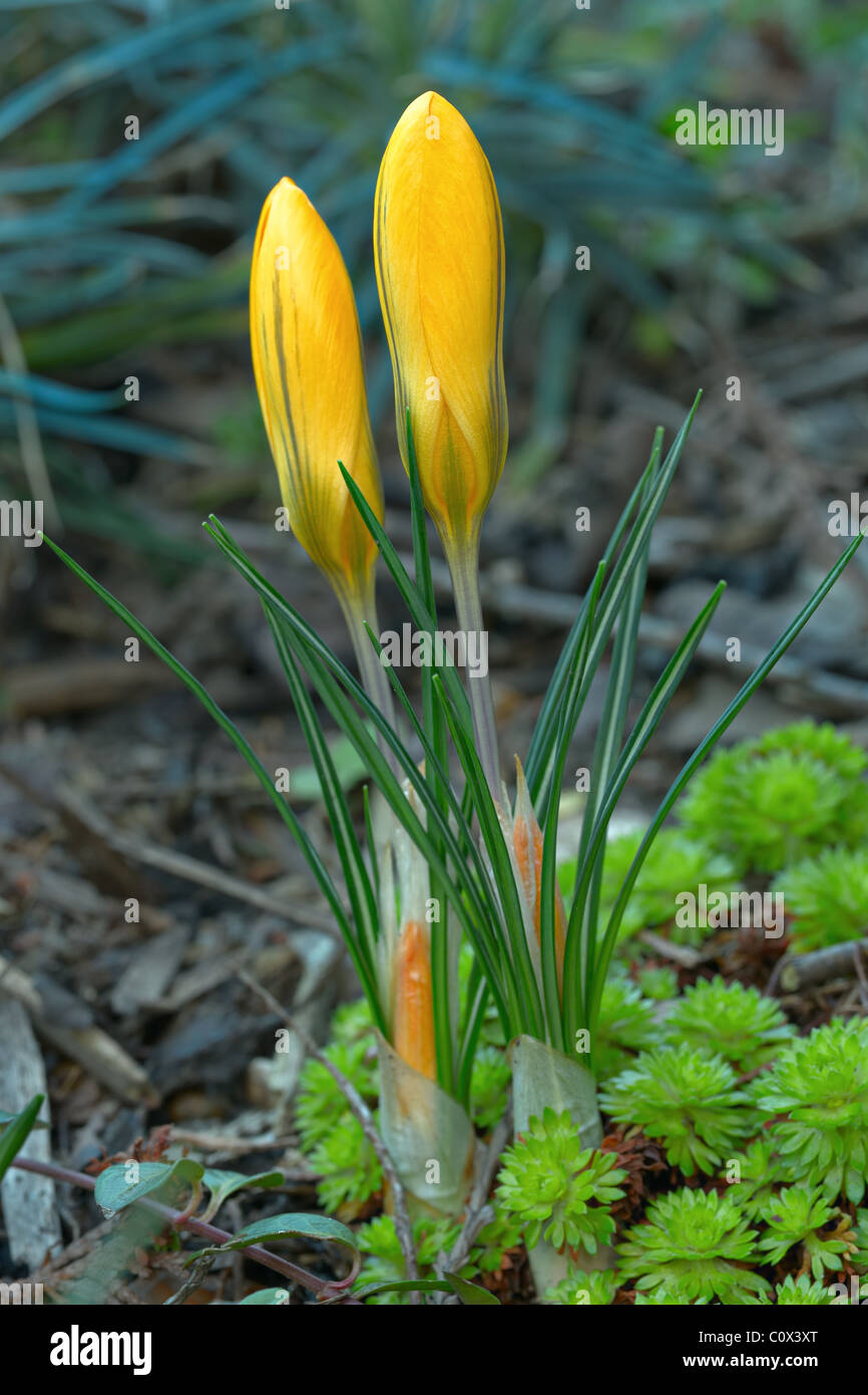 Molla gialla crocus, una delle prime piante fiorite, germogliando Foto Stock