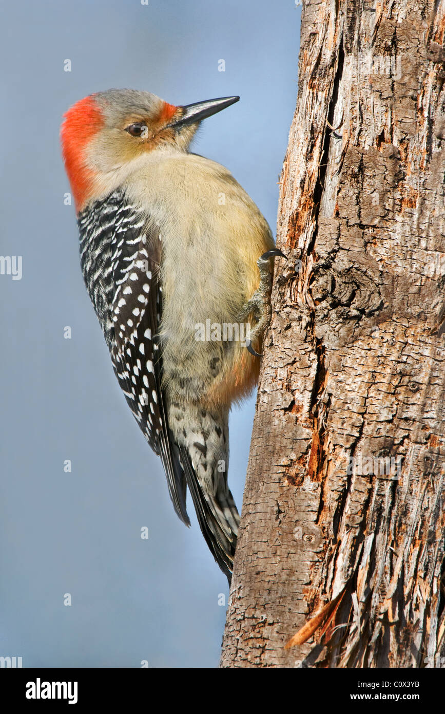 Rosso-Picchio panciuto, femmina, Melanerpes carolinus USA orientale Foto Stock