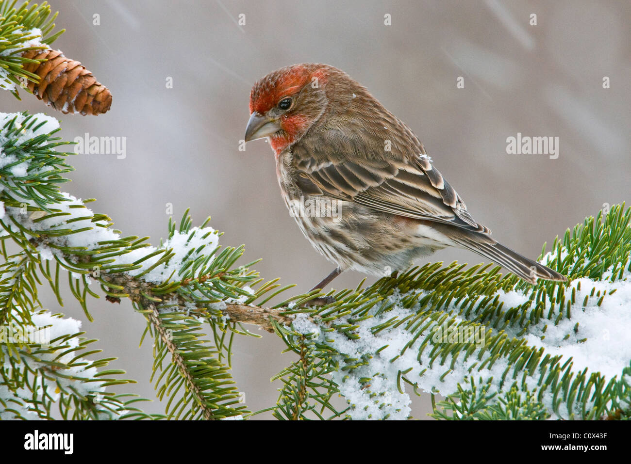 House Finch Carpodacus mexicanus nella tempesta di neve, maschio Nord America orientale Foto Stock