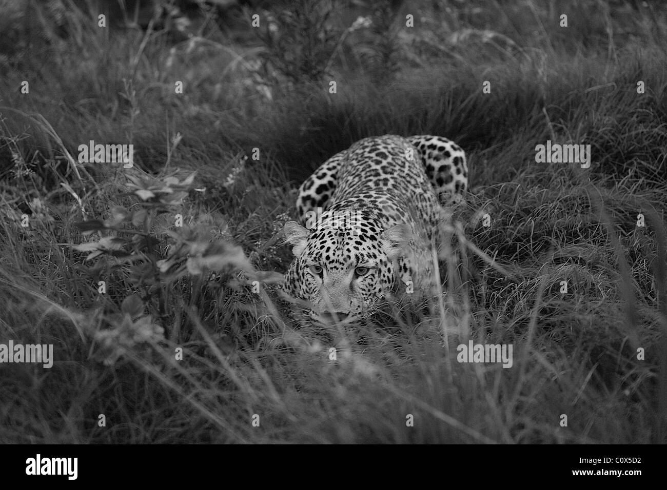 Leopard stalking in erba Foto Stock