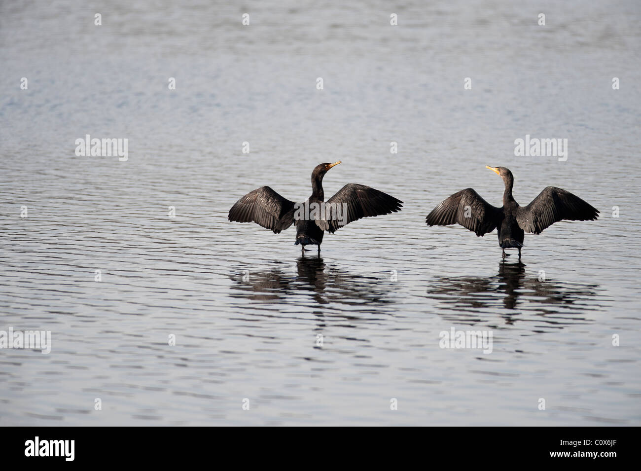 Cormorani in piedi al lago Foto Stock