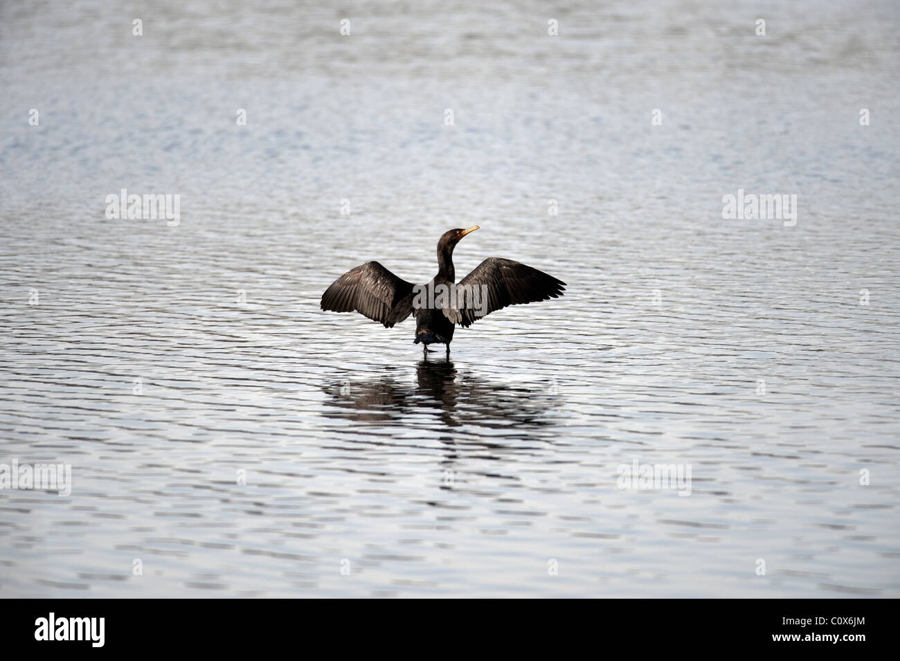 Cormorano Phalacrocorax carbo sinensis in piedi al lago Foto Stock