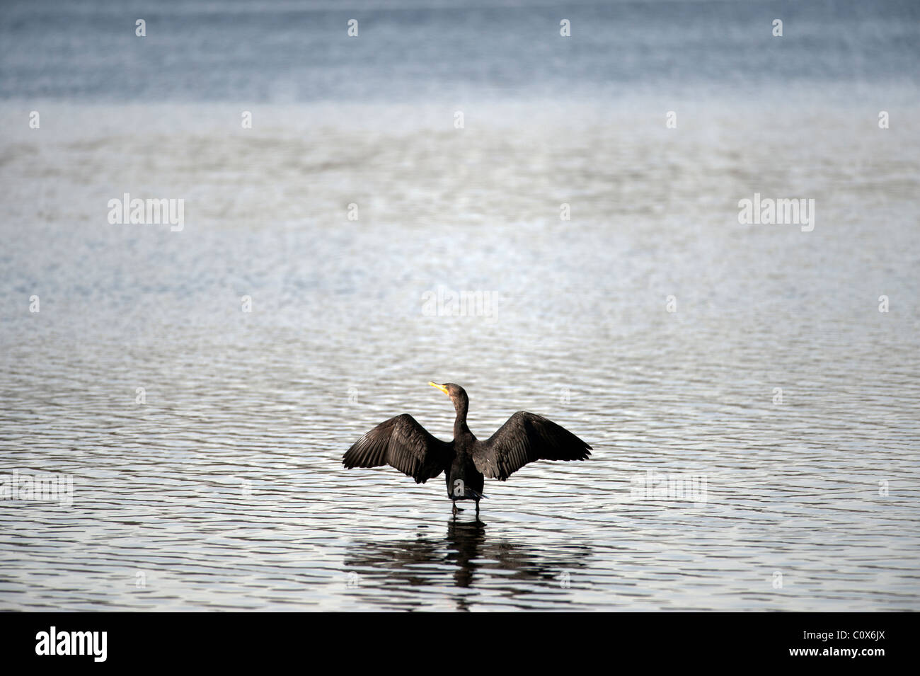 Cormorano Phalacrocorax carbo sinensis in piedi al lago Foto Stock