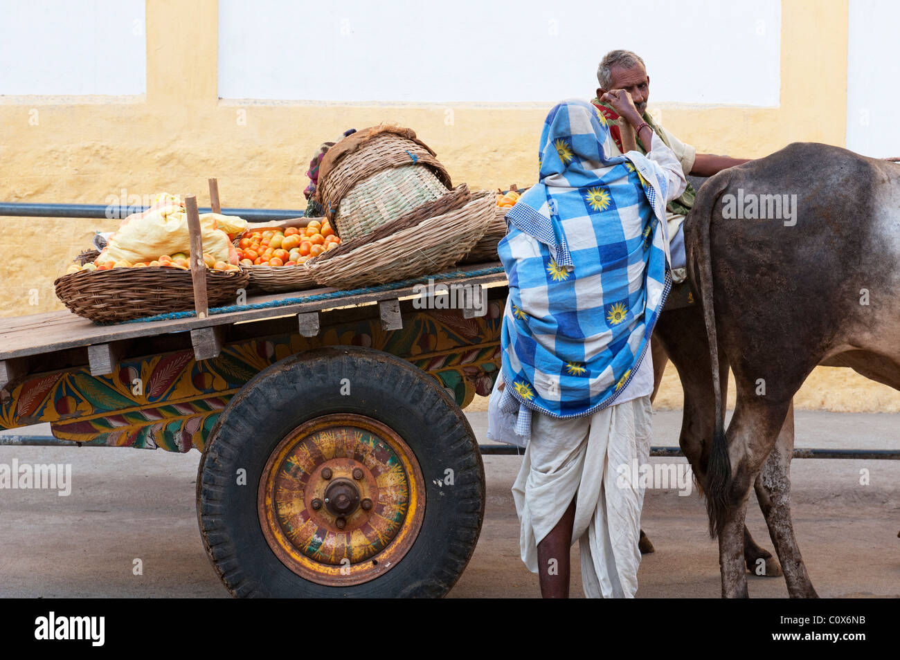 L'agricoltore indiano il trasporto di pomodori in un carrello di giovenco per le strade di Puttaparthi, Andhra Pradesh, India Foto Stock