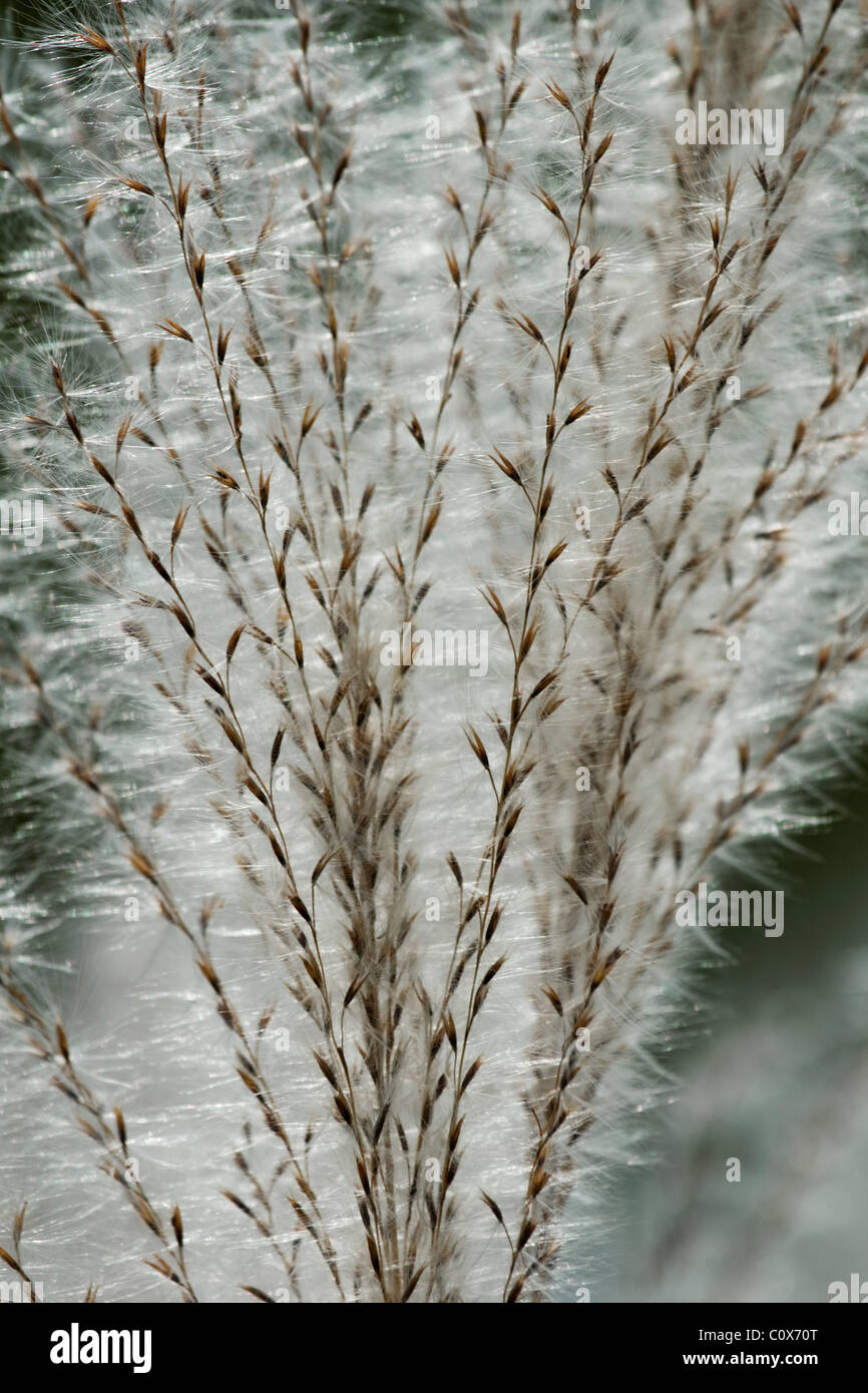 Silvergrass Amur (Miscanthus sacchariflorus). Foto Stock