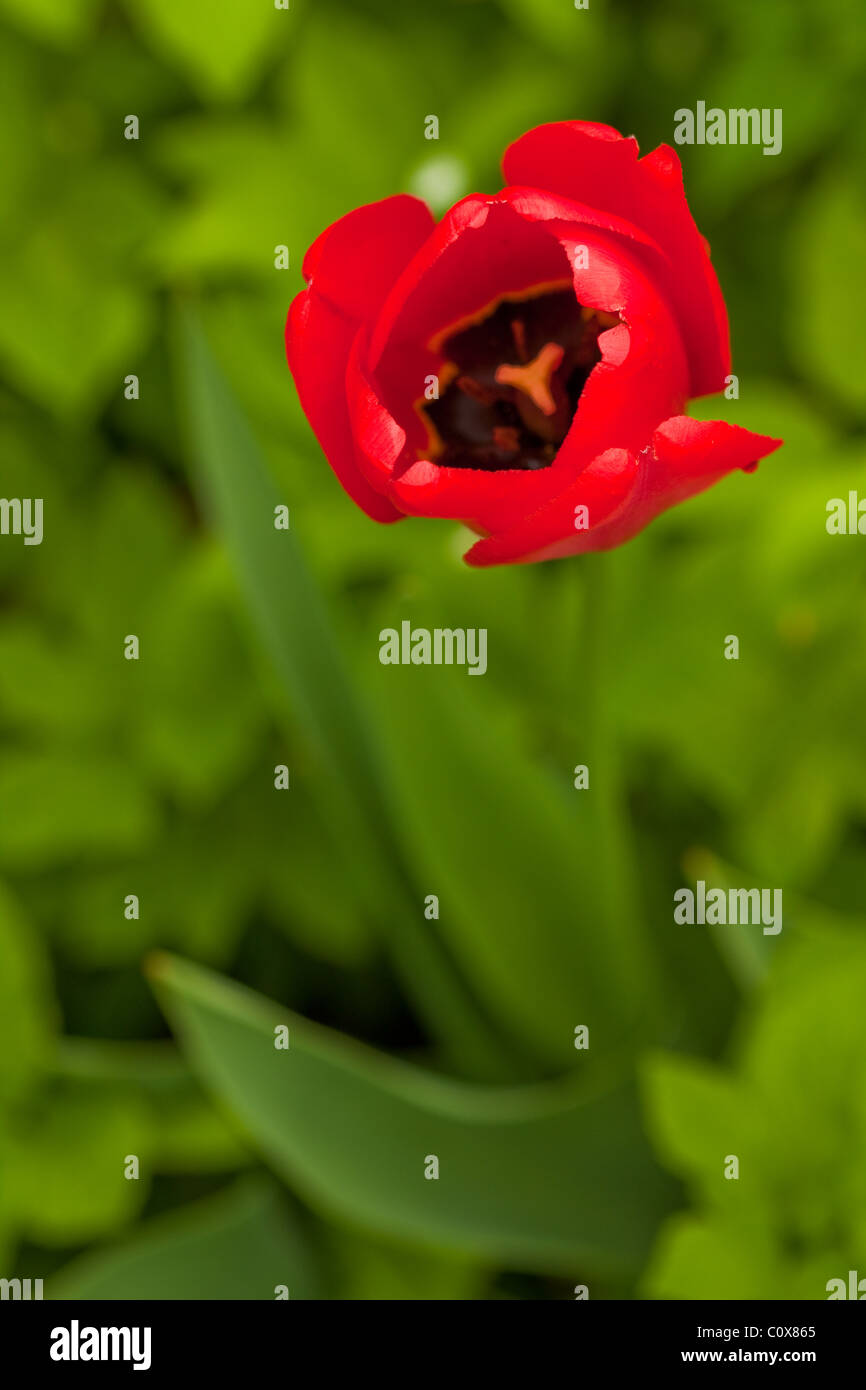 Tulip testa macro in natura DOF poco profondo Foto Stock