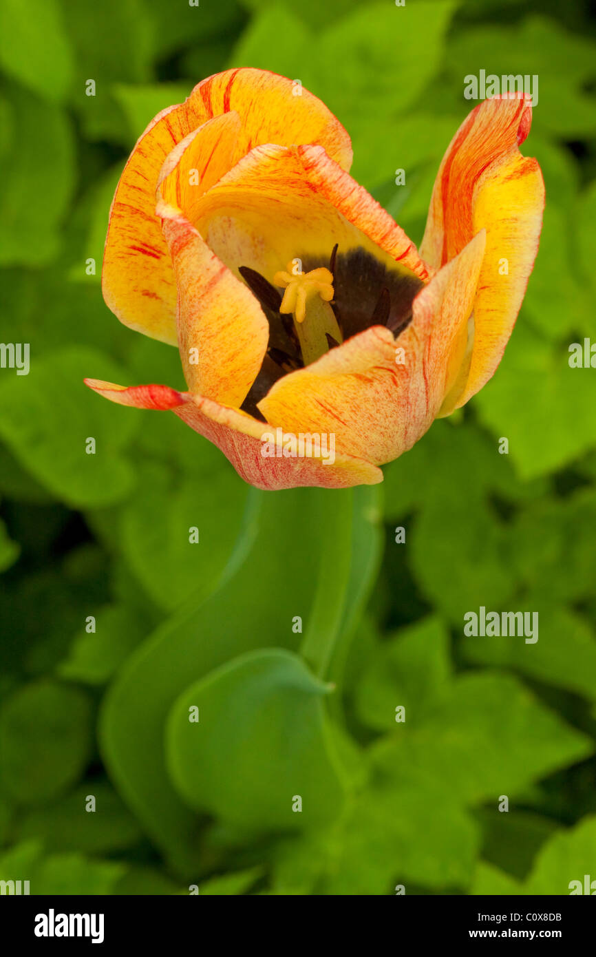 Tulip testa macro in natura DOF poco profondo Foto Stock
