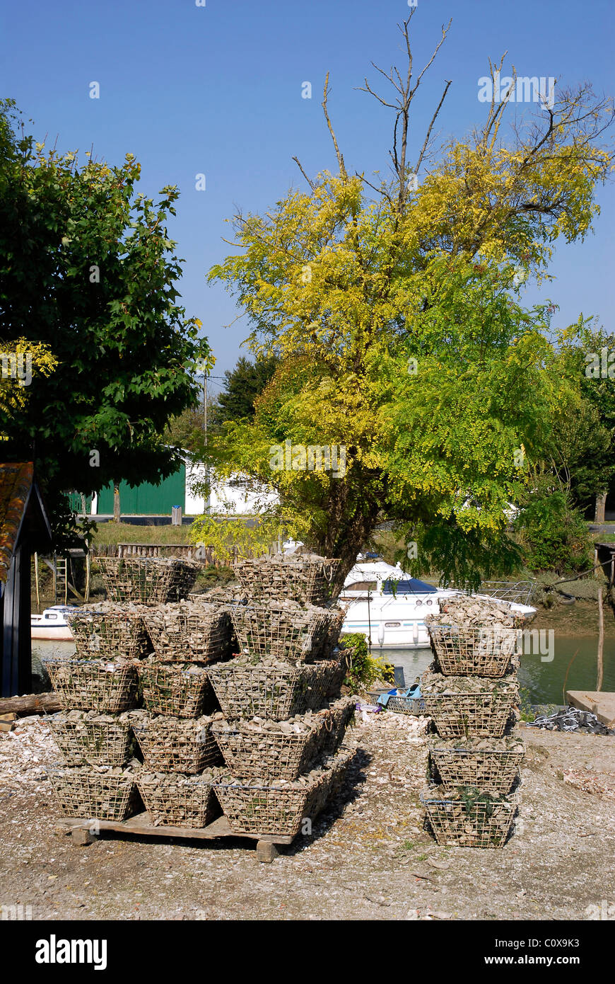 Cestello ostriche al porto di La Trembade in Francia con alberi in background Foto Stock