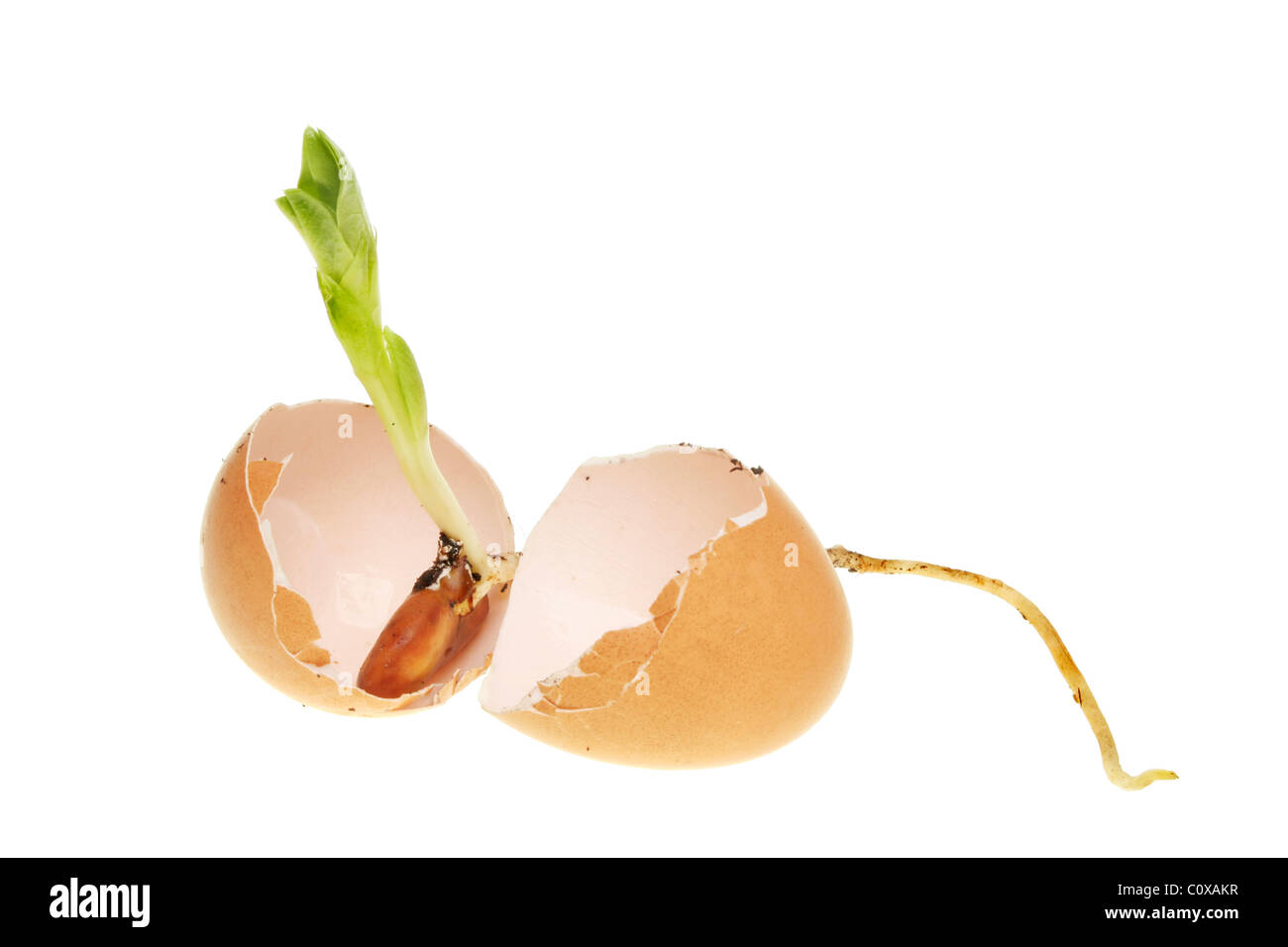 Nuovo concetto di vita di un impianto di plantula emergenti da due metà di un uovo di gallina Foto Stock