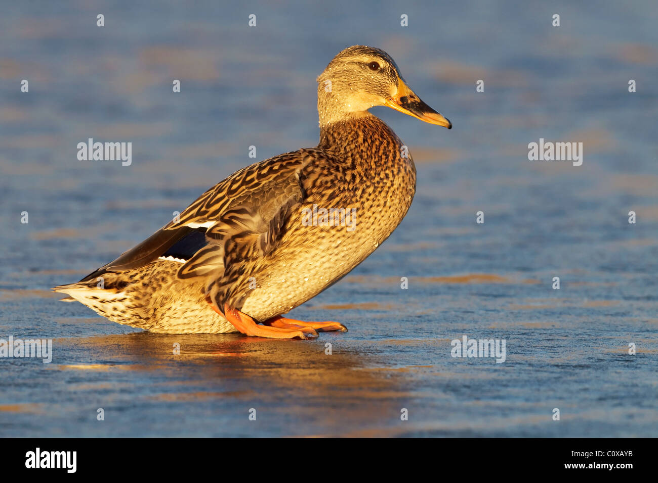 Un bel ritratto di una femmina di Mallard Duck a piedi attraverso un pool di ghiaccio Foto Stock
