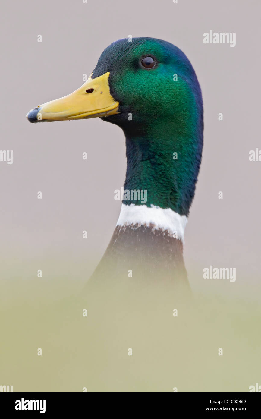 Un bel ritratto di Drake Mallard Duck Foto Stock