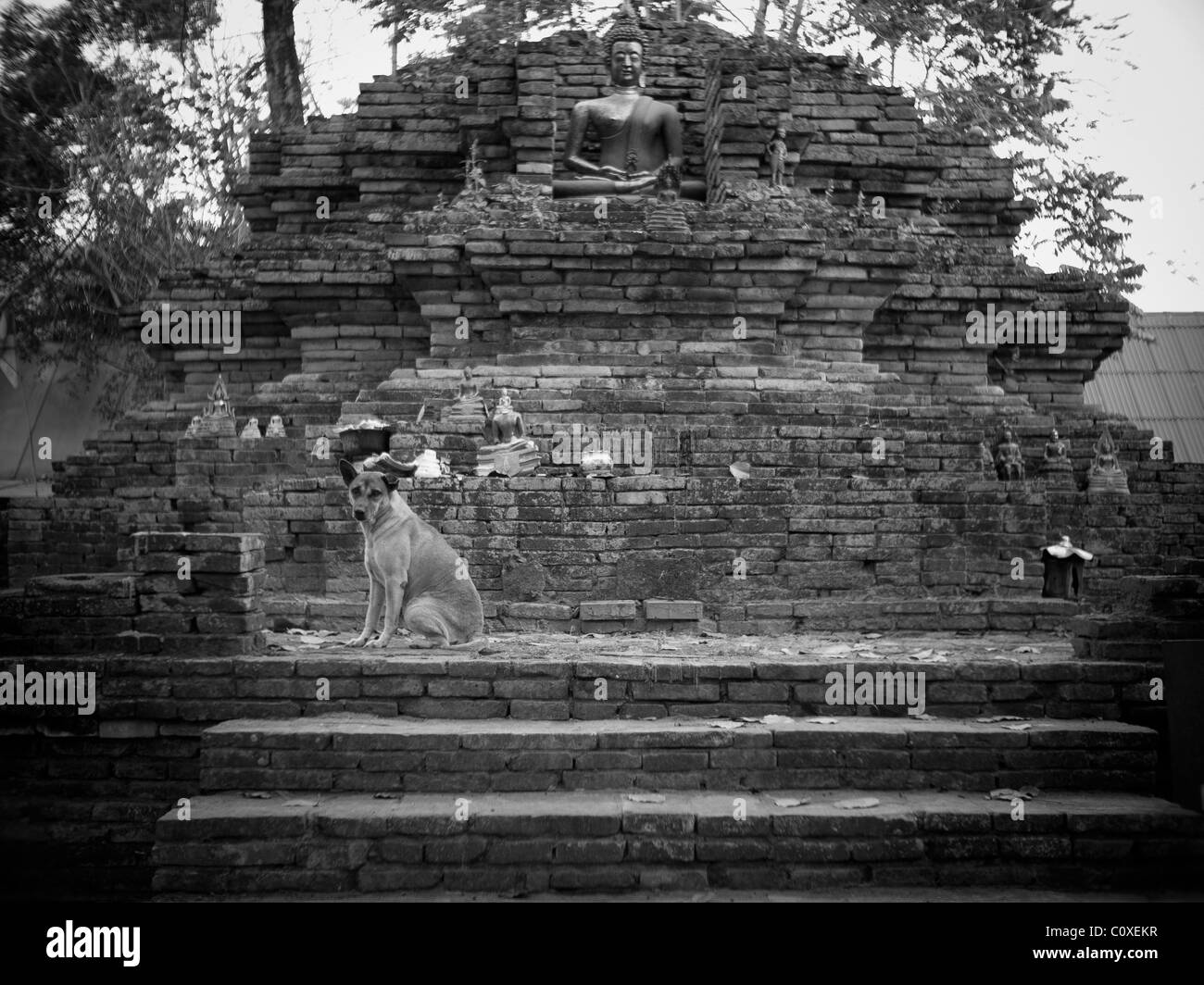Un triste cane randagio che vivono nel tempio Foto Stock