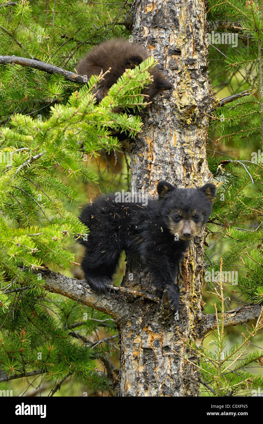 Nero e cannella-fase bear cubs giocando in una struttura ad albero Foto Stock
