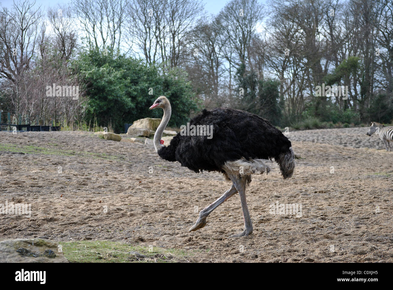 Grande maschio struzzo presso lo zoo di Dublino Irlanda Foto Stock