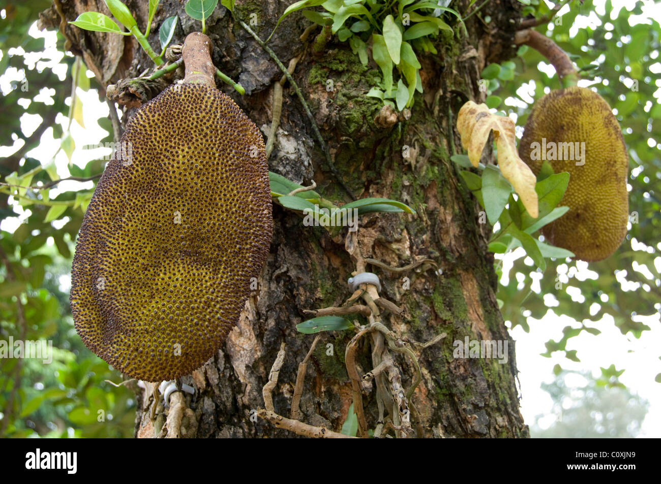 Asia, Vietnam, Da Nang. Antica capitale imperiale di Hue. Jackfruit tree. Foto Stock