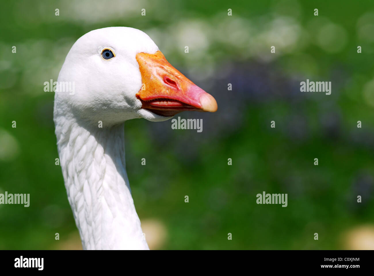 Ritratto di bianco oca domestica (Anser anser domesticus) Foto Stock