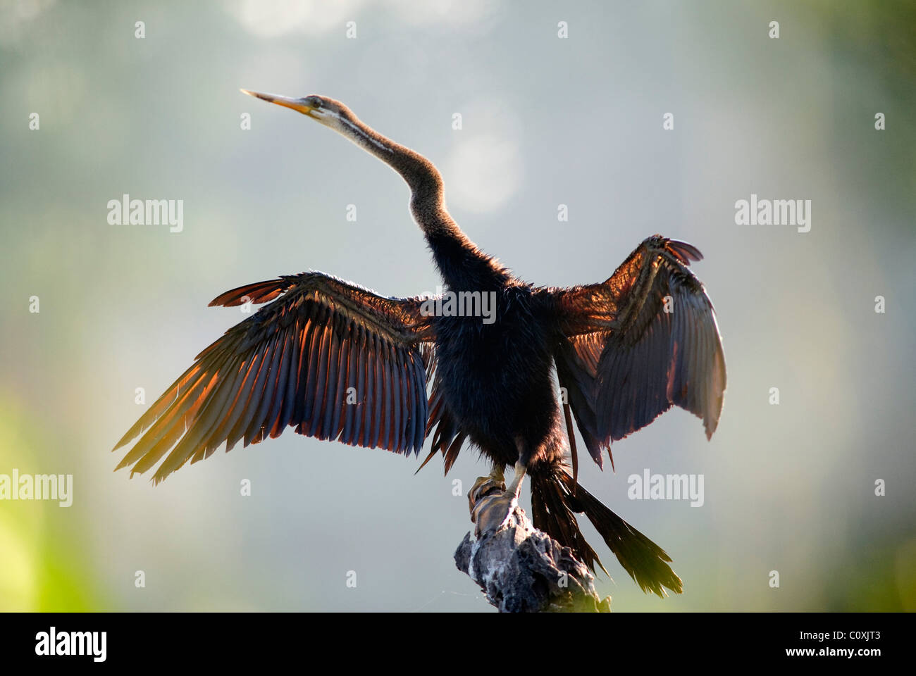 Indiano o Asian Darter Anhinga melanogaster ali di essiccazione India Foto Stock