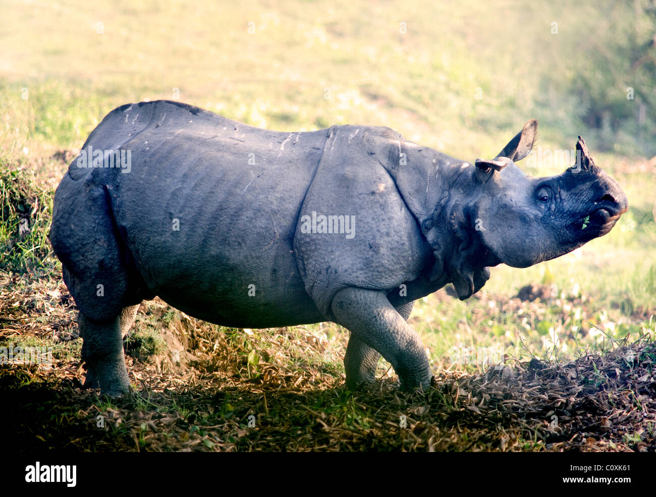 Indian Rhino Rhinoceros unicornis Parco Nazionale di Kaziranga Assam India Foto Stock