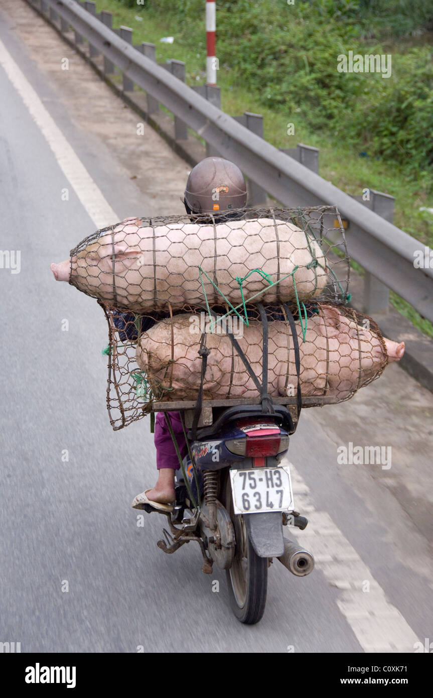 Asia, Vietnam, Da Nang. Viste stradale di Da Nang. Suini avvolto in filo di pollo sulla strada per il mercato. Foto Stock