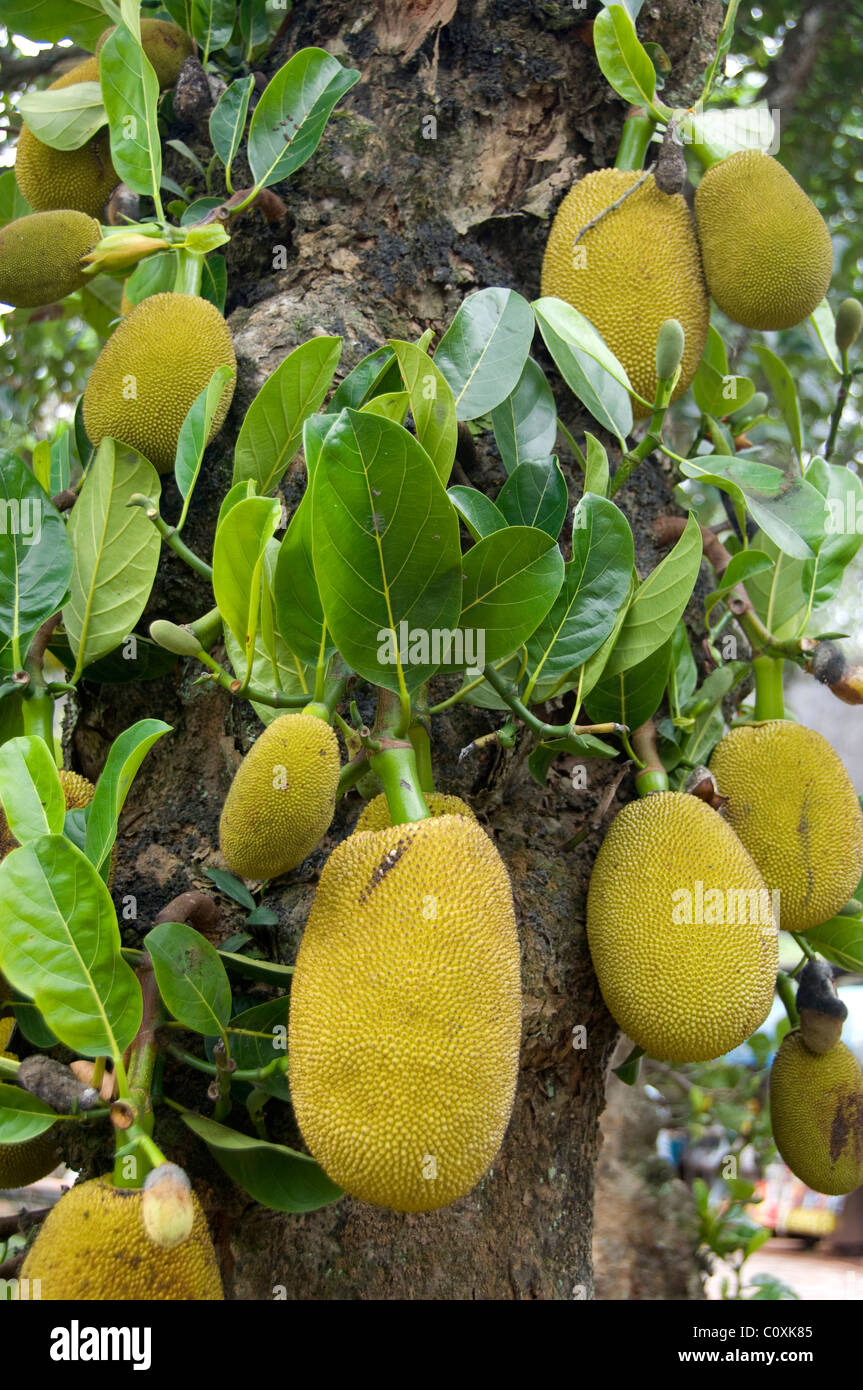 Asia, Vietnam, Da Nang. Antica capitale imperiale di Hue. Jackfruit tree. Foto Stock