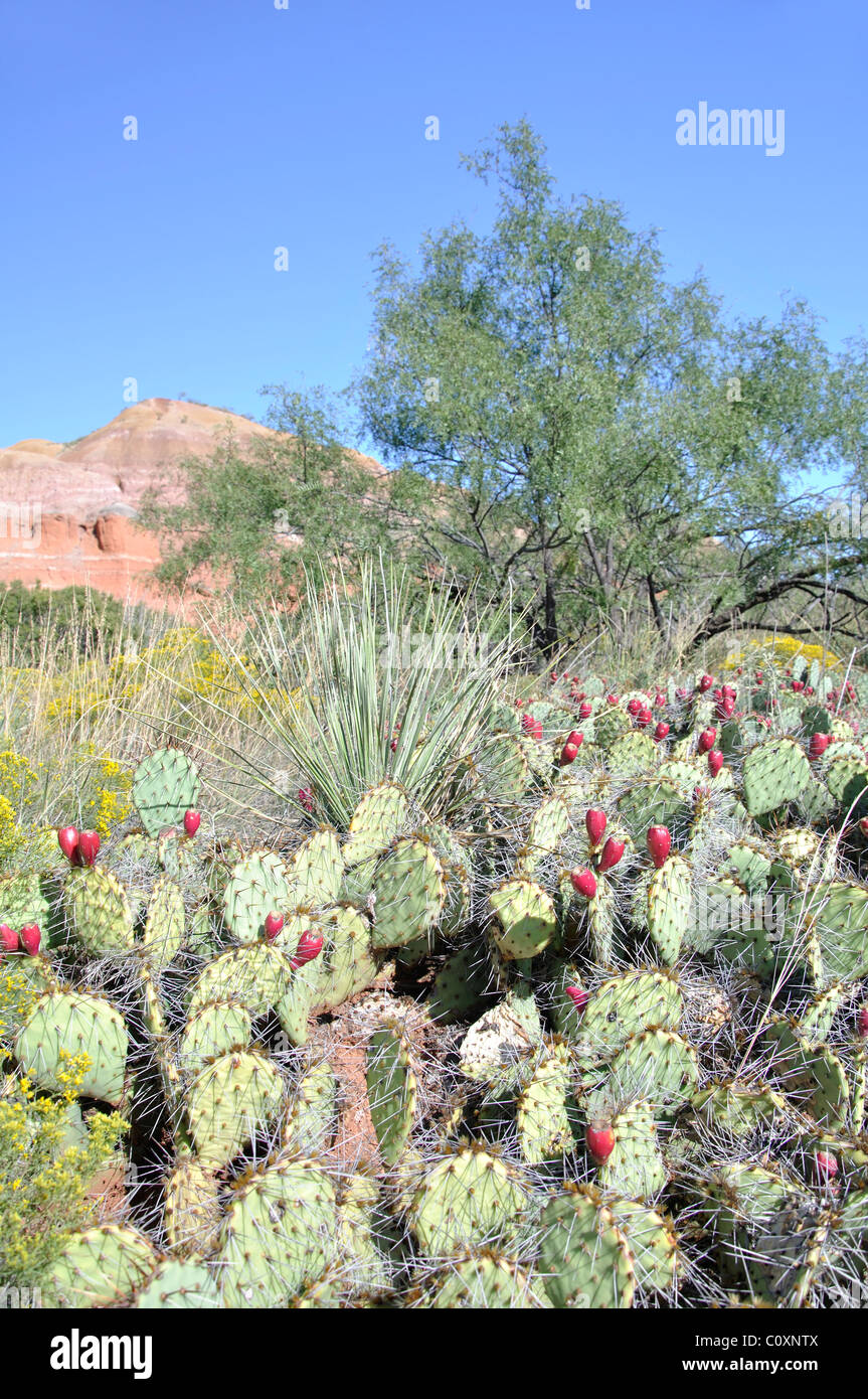 Ficodindia cactus - opuntia - Palo Duro State Park, Texas, Stati Uniti d'America Foto Stock