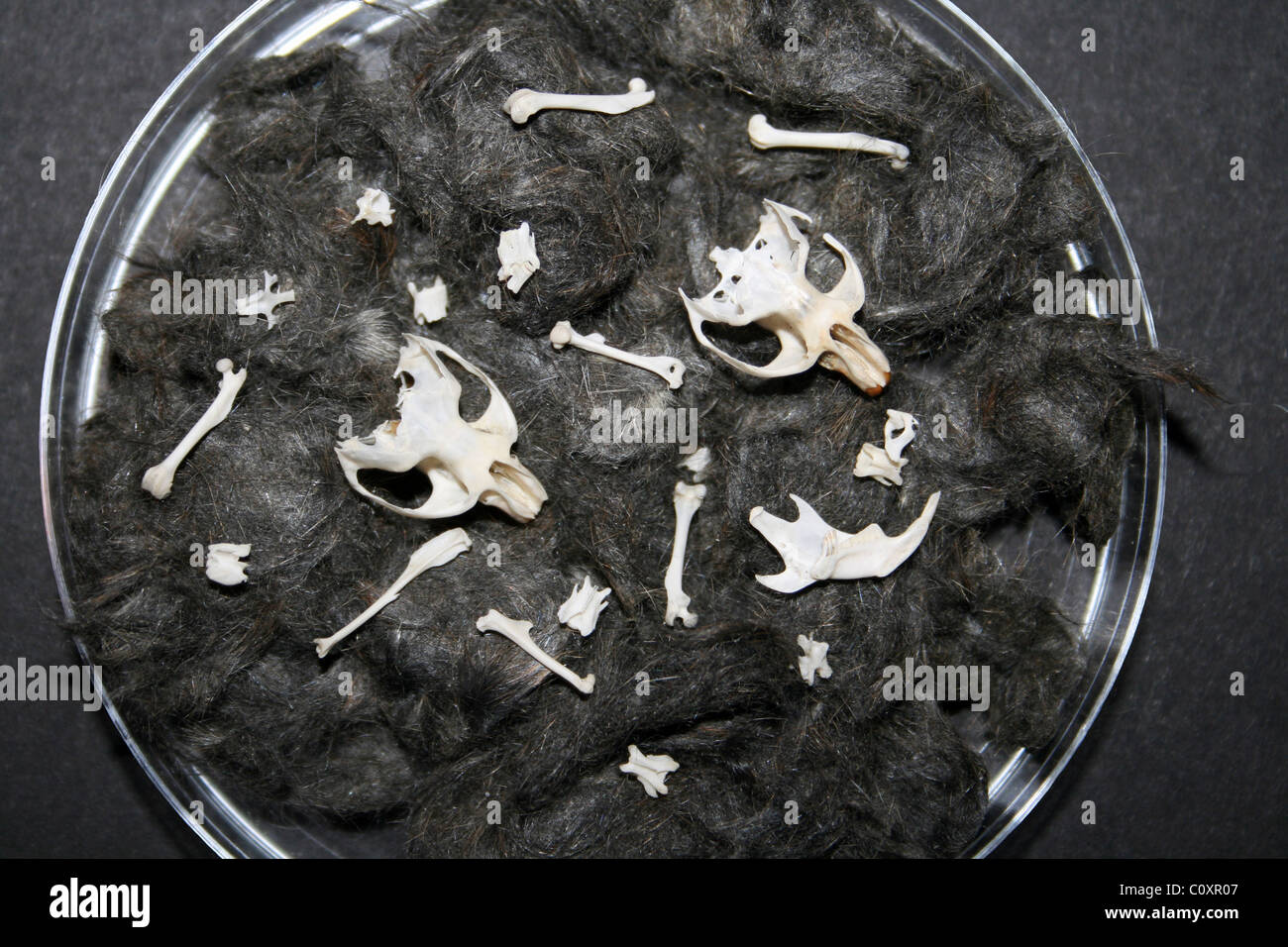 Campo (a.k.a corto-tailed) Vole Microtus agrestis teschi e le ossa rimosse da un Barbagianni Pellet Foto Stock