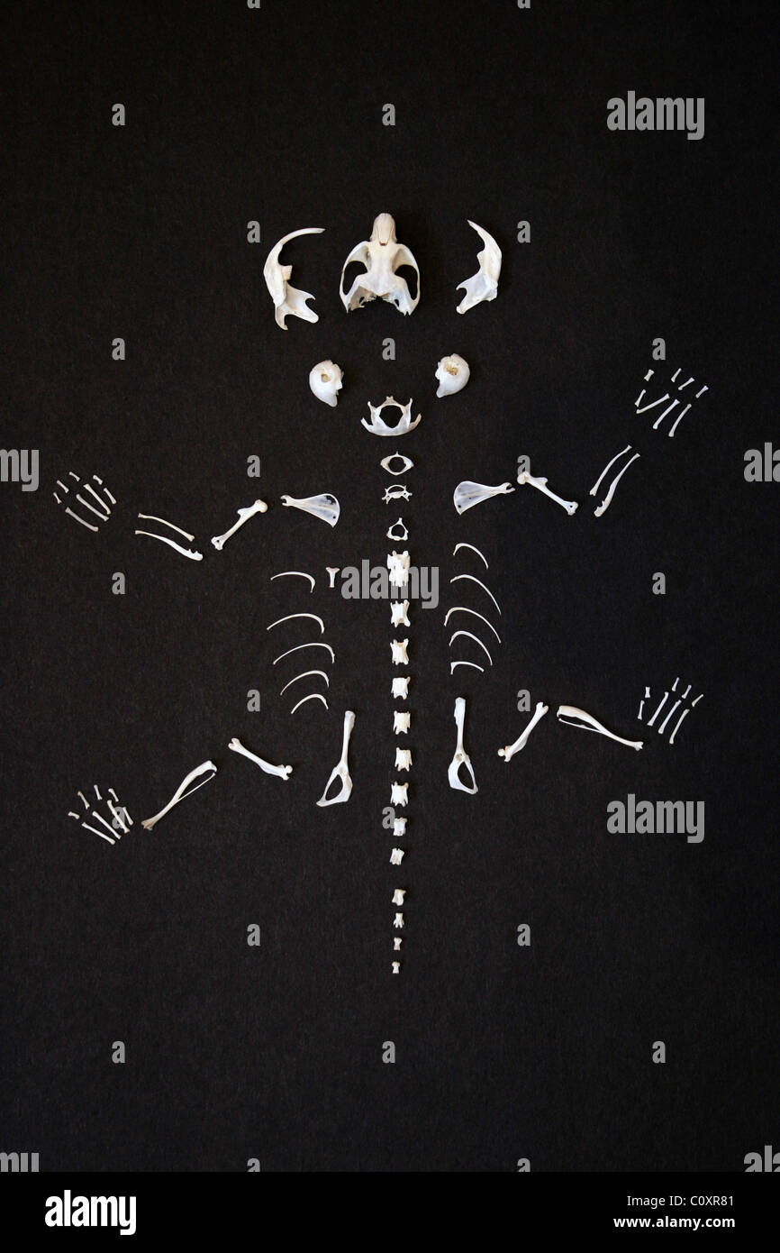 Campo (a.k.a corto-tailed) Vole Microtus agrestis Skeleton disposti dalle ossa rimosse da un Barbagianni Pellet Foto Stock