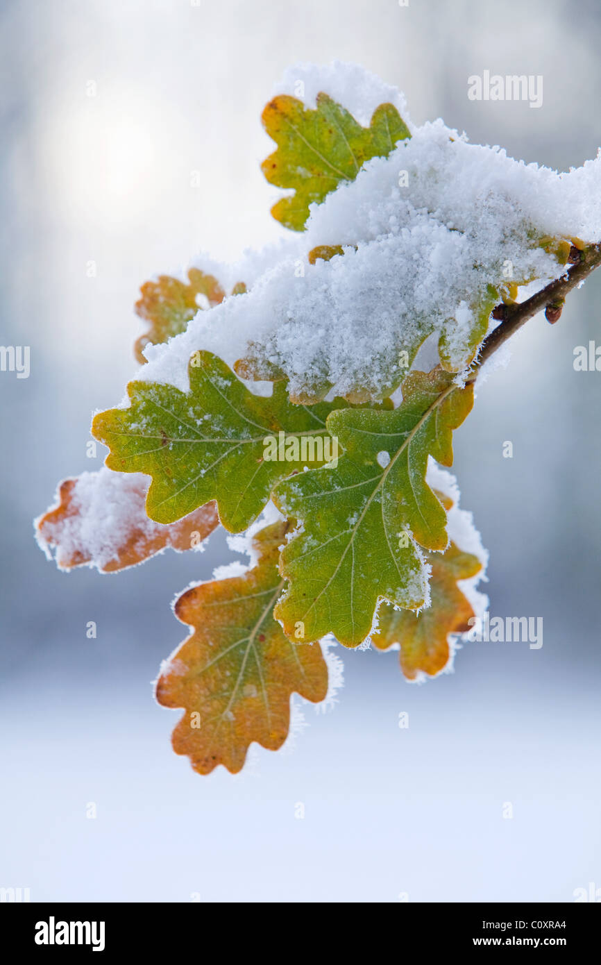 Coperta di neve quercia lascia Foto Stock