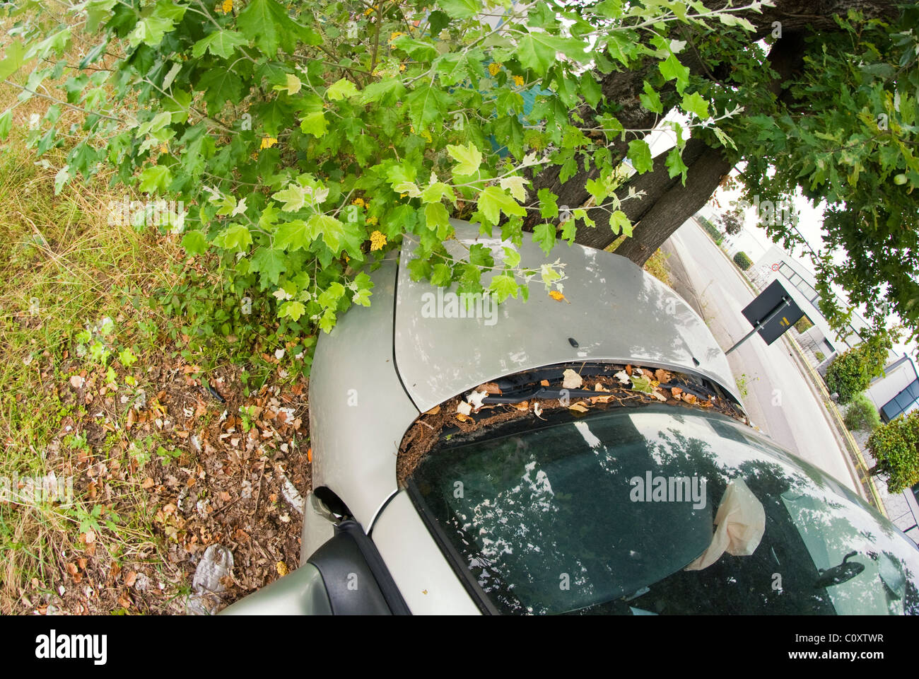 Incidente di auto contro un albero, Italia Foto Stock