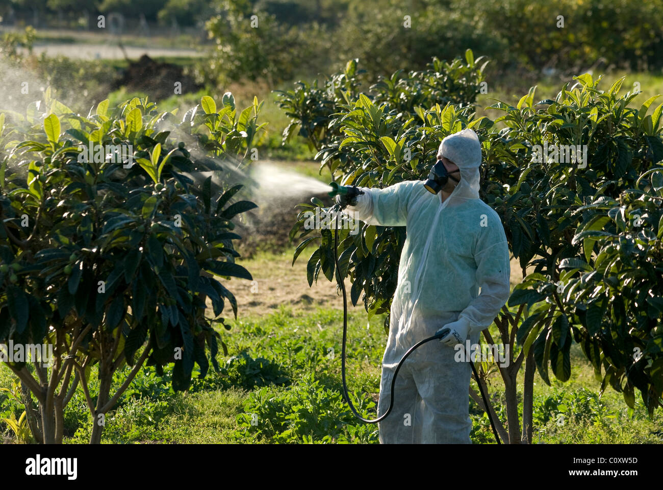 L'agricoltore frutto spruzzando il suo Nespole del Giappone alberi con insetticidi chimici Foto Stock