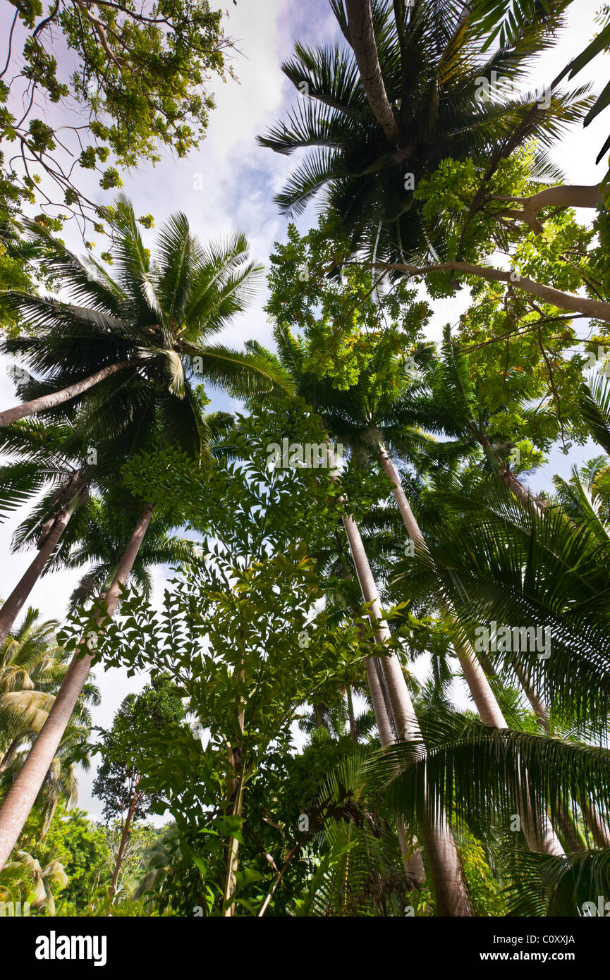 Barbados - Fiore della foresta pluviale tropicale park e giardini botanici Foto Stock