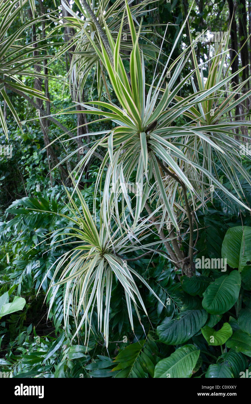 Barbados - Fiore della foresta pluviale tropicale park e giardini botanici Foto Stock