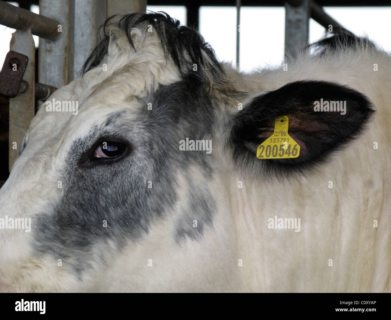 Belga Blue con marchio auricolare Foto Stock