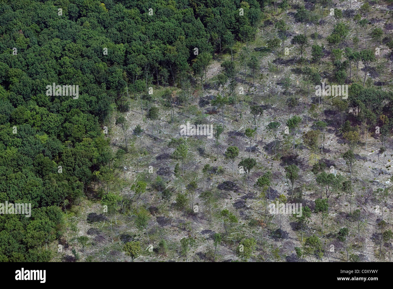 Vista aerea sopra struttura selettiva il taglio di bosco di latifoglie in Pennsylvania Foto Stock