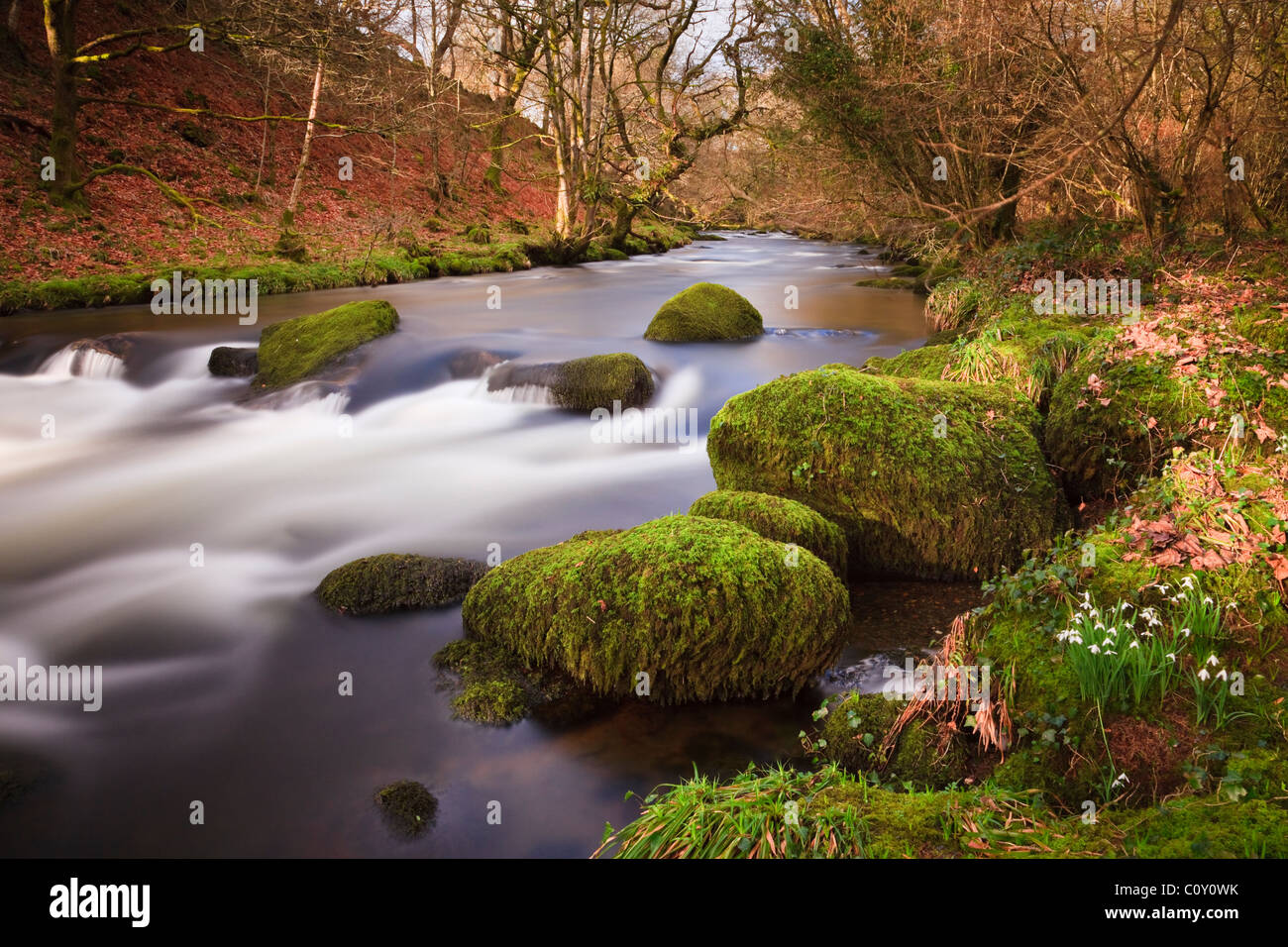 Paese di scena selvaggio con bucaneve (Galanthus nivalis) cresce accanto Afon Dwyfor fiume in inverno. Llanystumdwy, Gwynedd, il Galles del Nord, Regno Unito, Gran Bretagna Foto Stock