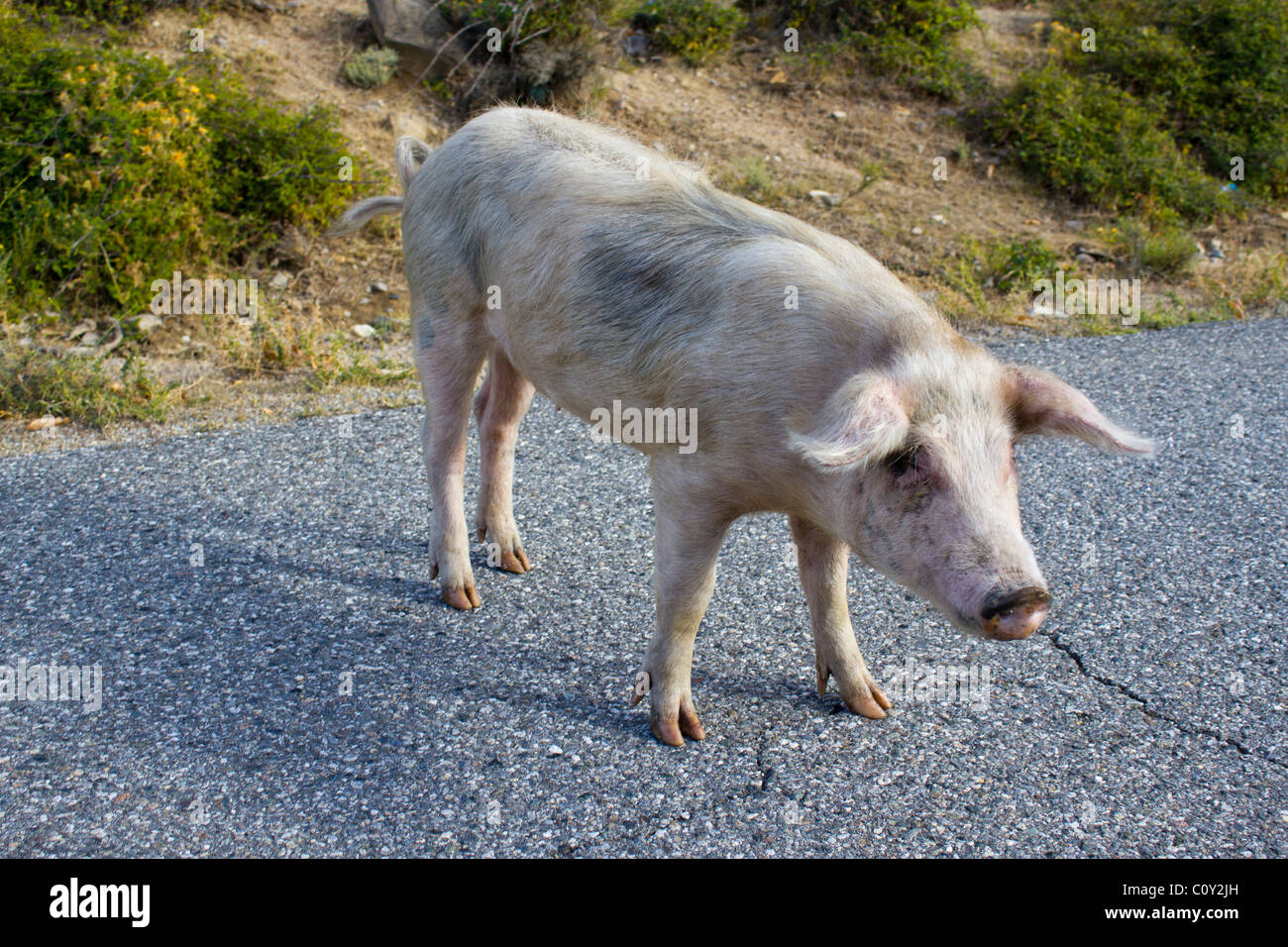 Suini su una strada di Corsica, Francia Foto Stock