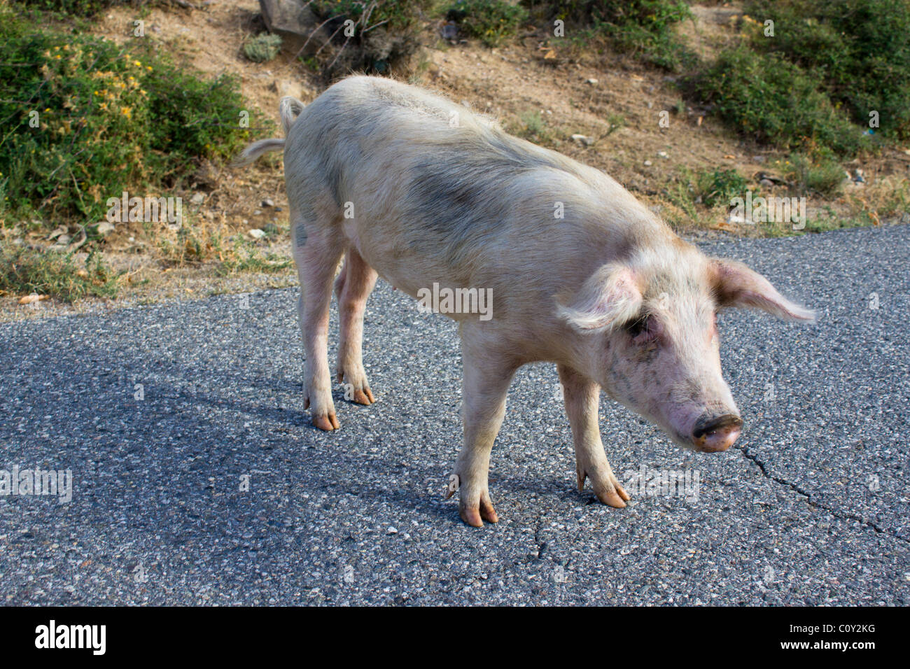 Suini su una strada di Corsica, Francia Foto Stock