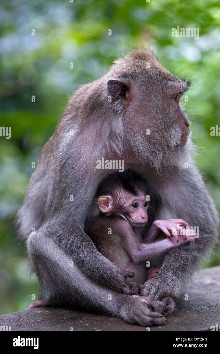 Macachi balinesi dalla coda lunga e baby Foto Stock