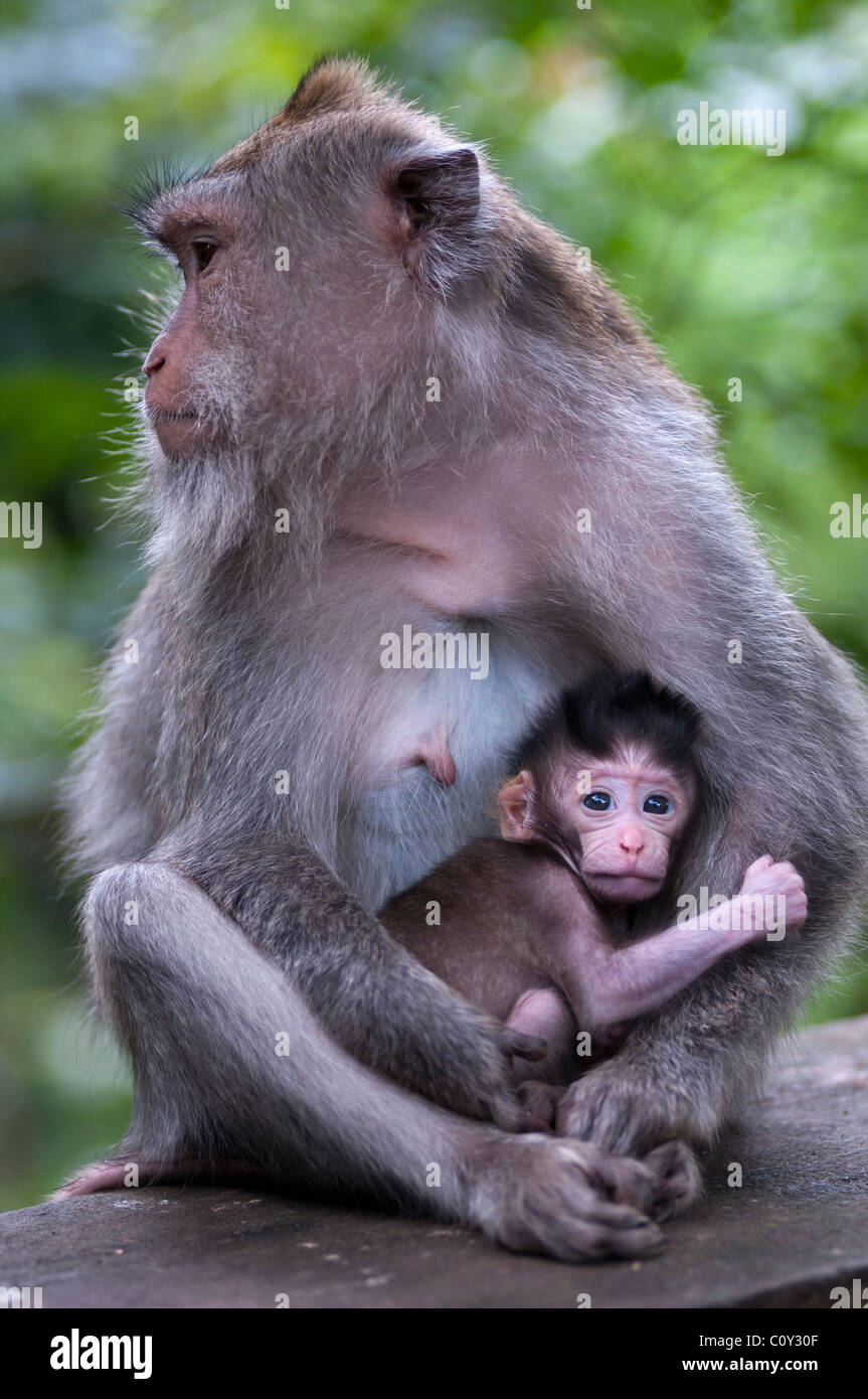 Balinese femmina lunga coda macacque e baby Foto Stock