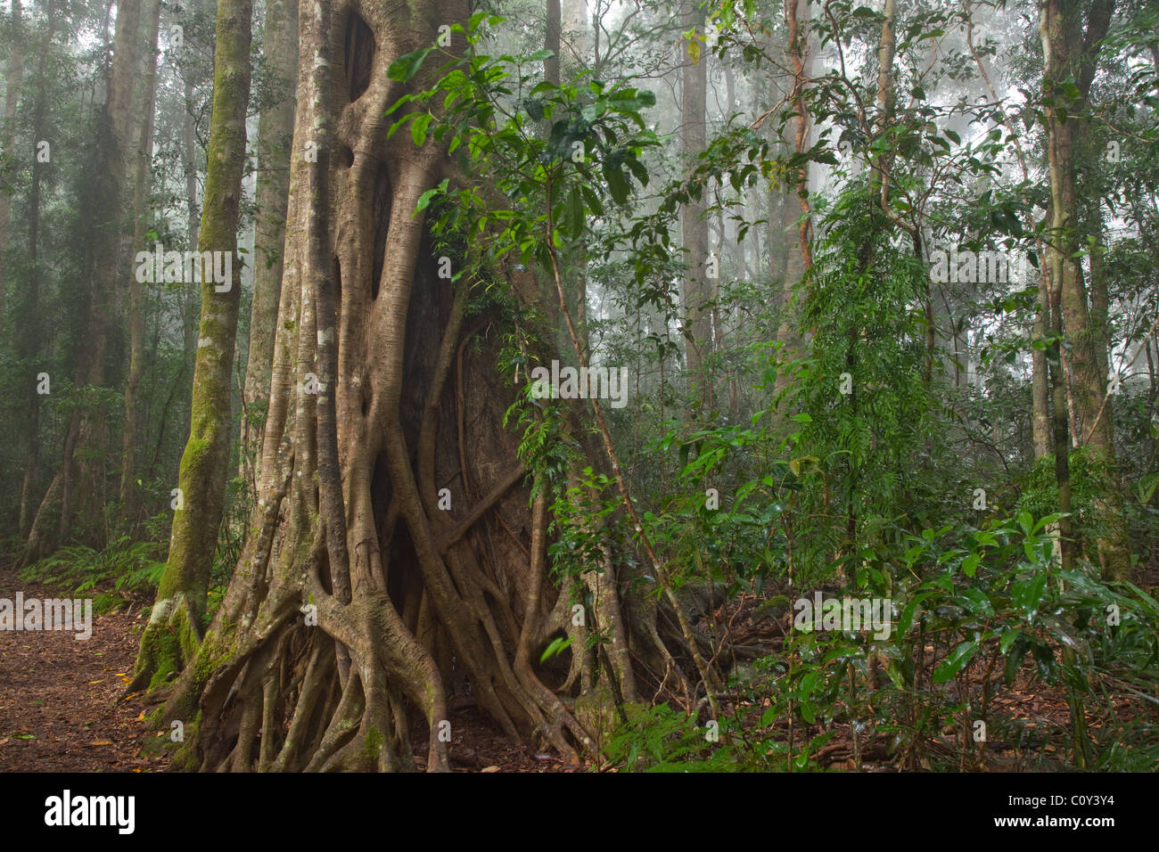 Foresta pluviale subtropicale, Binna Burra sezione, Parco Nazionale Lamington, Queensland, Australia Foto Stock