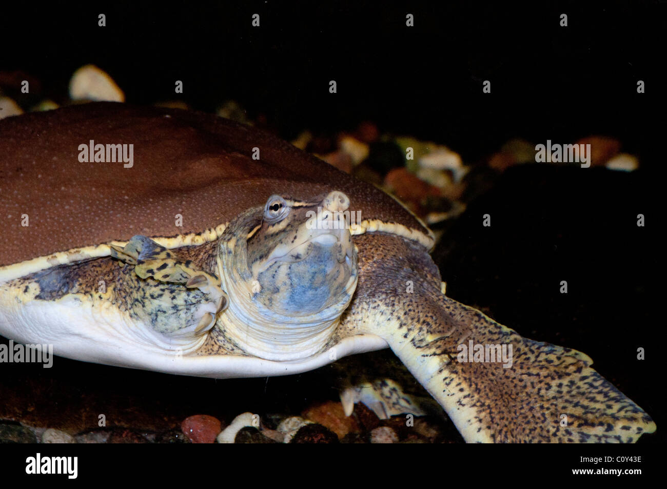 Close-up di una spinosa Softshell Turtle Foto Stock