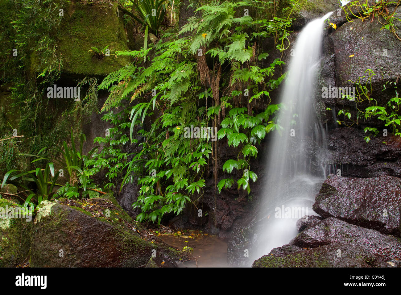 Flusso a cascata, montagne verdi sezione, Parco Nazionale Lamington, Queensland, Australia Foto Stock