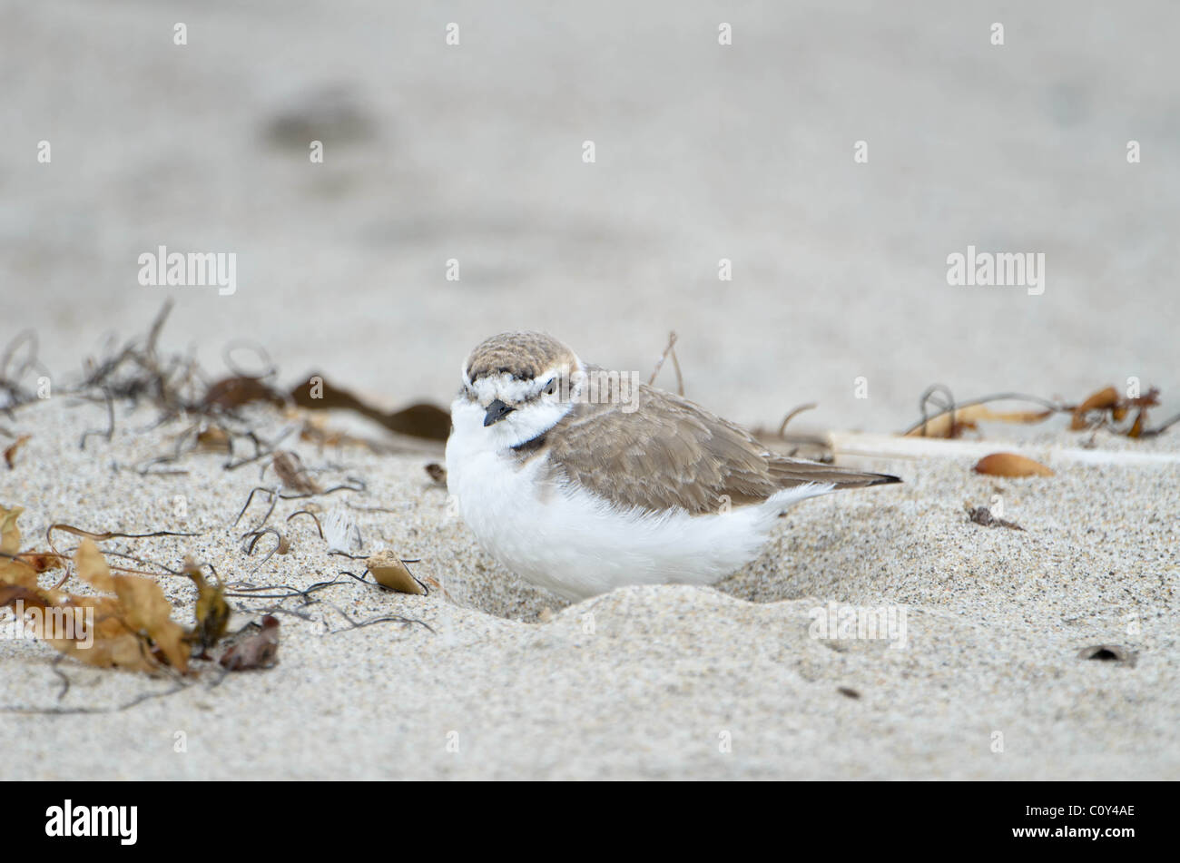 Snowy Plover in sabbia Foto Stock