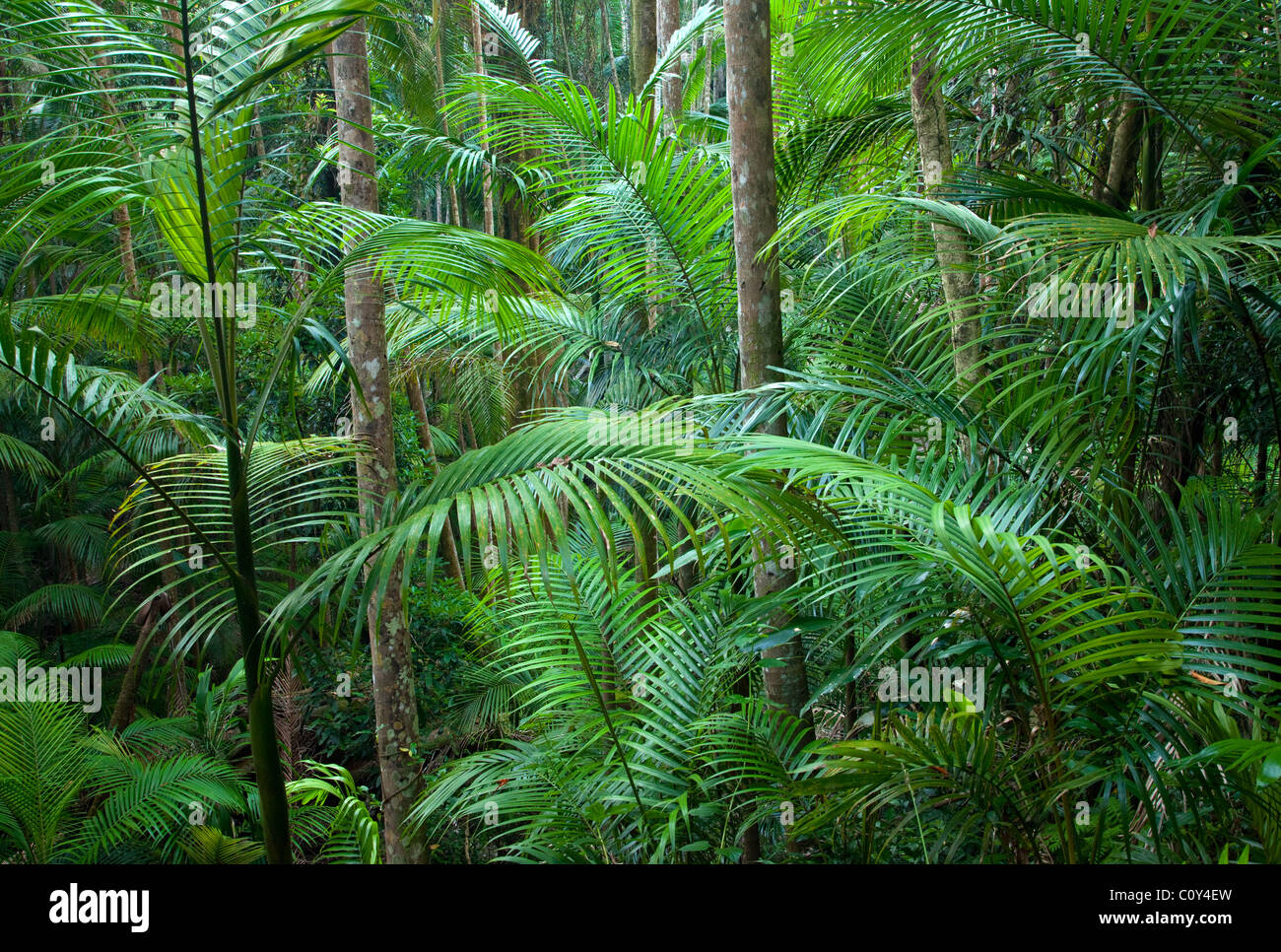 Piccabeen Palm grove, streghe Falls riserva, Tamborine Parco Nazionale, Queensland, Australia Foto Stock