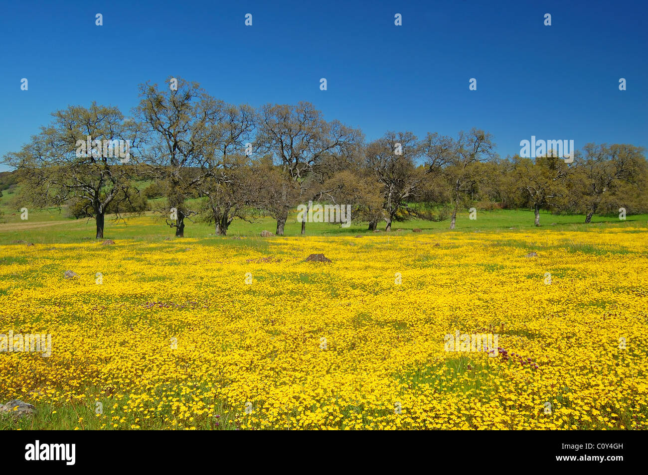 Prati fioriti in primavera, nei pressi di campo cinese, California Foto  stock - Alamy